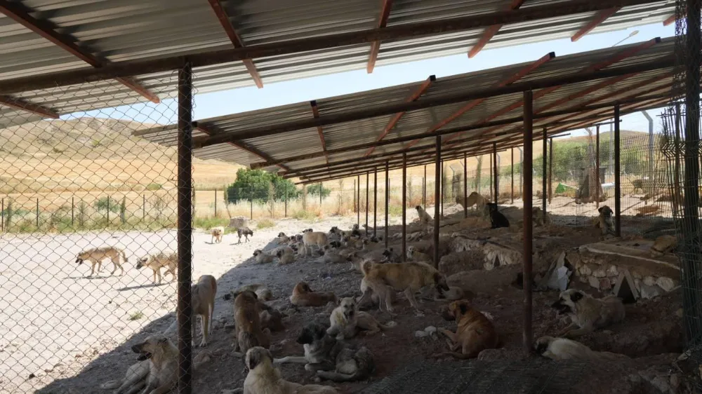 Adıyaman Belediyesinden sokak hayvanlarına doğal yaşam ve gölgelik desteği